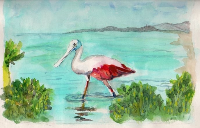 Spoonbill